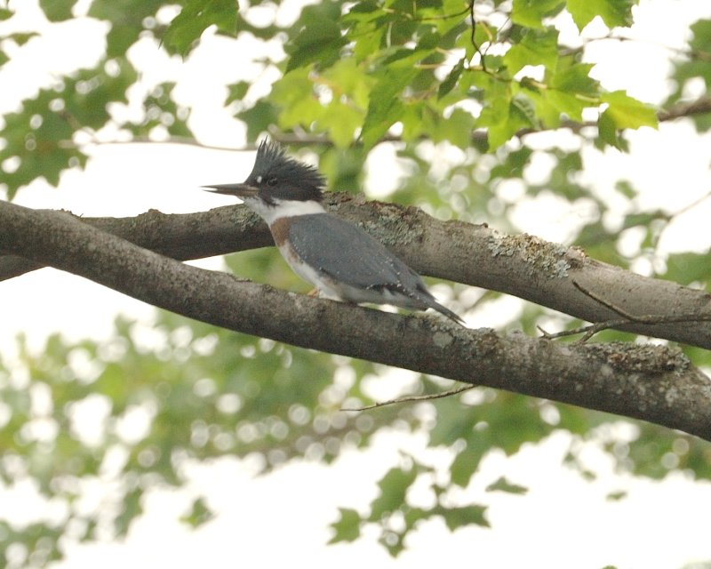 Belted Kingfisher (Female)