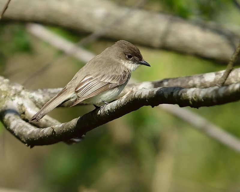 Eastern Phoebe