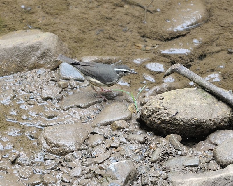 Louisiana Waterthrush Warbler