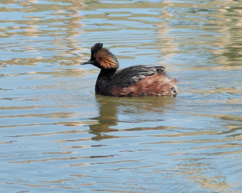 Eared Grebe