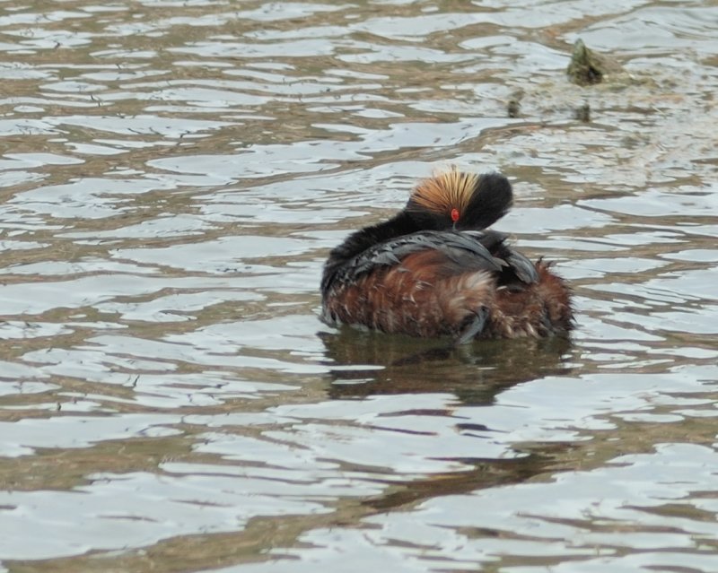 Eared Grebe