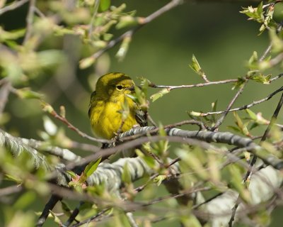 Pine Warbler (Male)