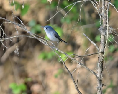 Blue-gray Gnatcatcher (Spring Male)