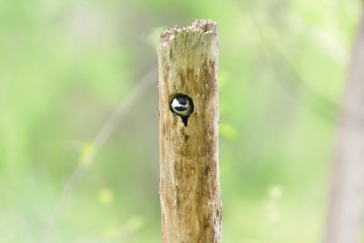 Carolina Chickadee