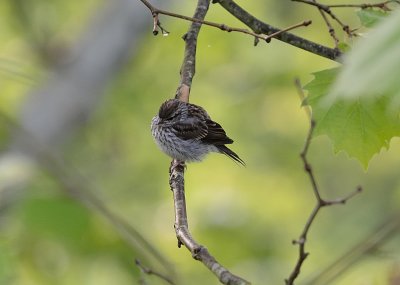 Chipping Sparrow (immature)