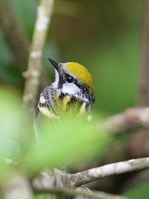 Chestnut-sided Warbler