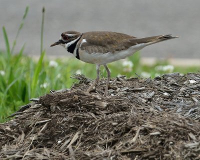 Killdeer (One of the Parents)