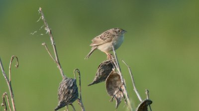 Grasshopper Sparrow