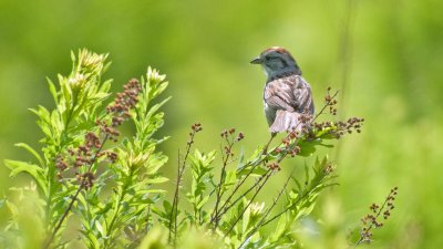 Swamp Sparrow