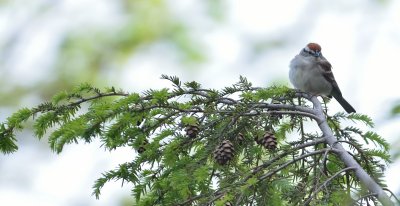 Chipping Sparrow