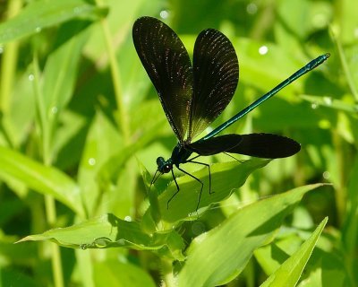 Damselfly in Bright Sunlight