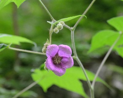 Purple-Flowering Raspberry Wildflower