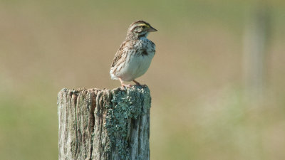 Savannah Sparrow (Immature)