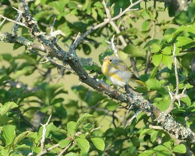 Common Yellowthroat Warbler (Immature)