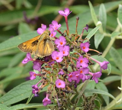 Skipper on a Butterfly Bush