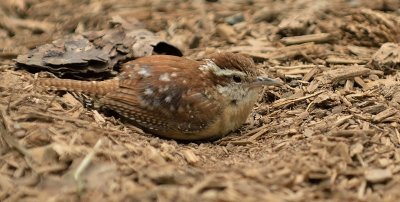 Carolina Wren (Immature)