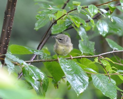 Black-throated Blue Warbler (Immature)