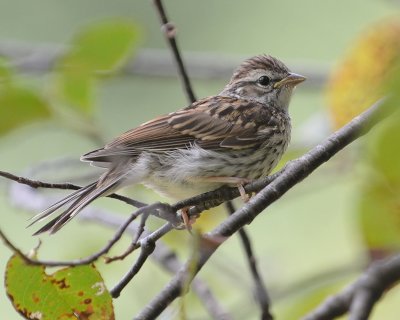 Chipping Sparrow (Immature)