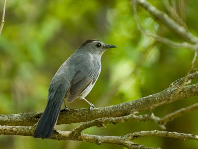 Gray Catbird - Female