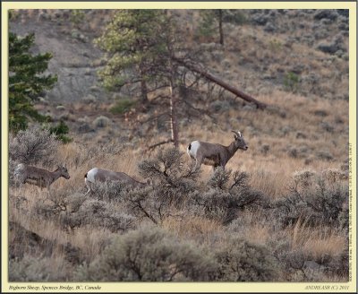 bighorn_sheep