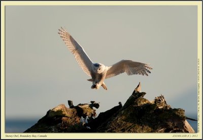 snowy_owls_boundary_bay