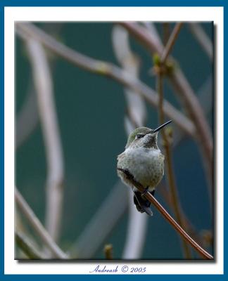 Annas Hummingbird - Goldstream Park November 2005fw.jpg