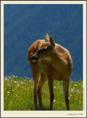 _DSC1752fscr.jpg