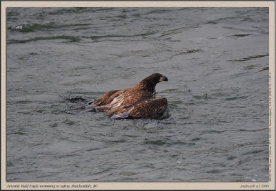 D3A_0654fs.jpg