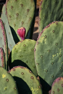 Cactus Bud