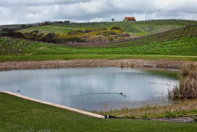 Vineyards