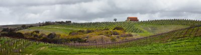 Vineyards