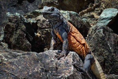 Chuckwalla