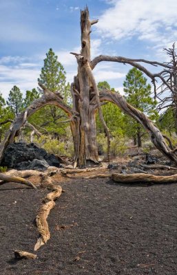 Long Roots