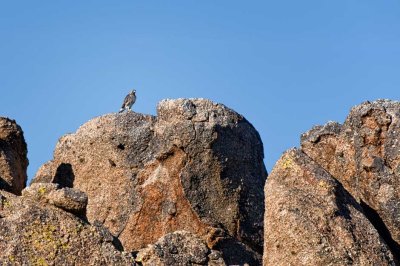Hawk near Tom's Thumb