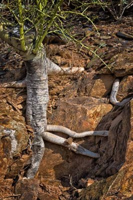 Roots