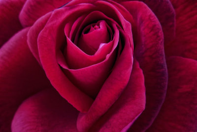 Backyard Rose