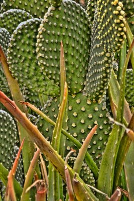 Prickly Pear Cactus