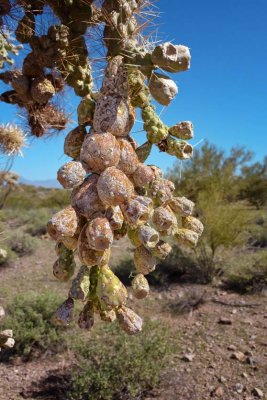 Cactus Fruit