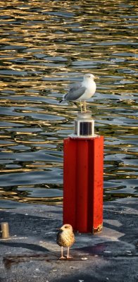 At the Dock