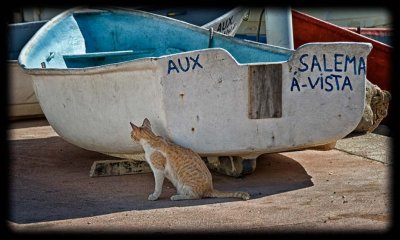 Boat Cat