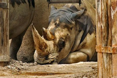 Resting Rhino