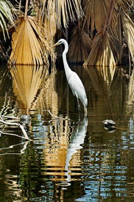 Egret and turtles