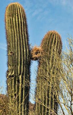 Cactus wren nest