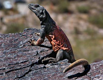 Chuckwalla