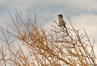 Chirping black-tailed gnatcatcher