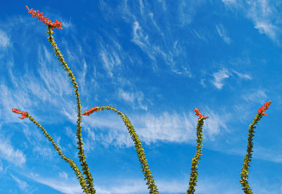 Ocotillo branches
