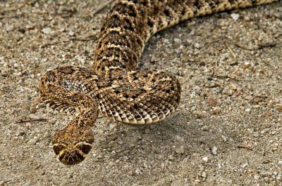 Rattlesnake