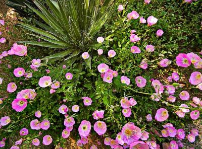 Flower explosion