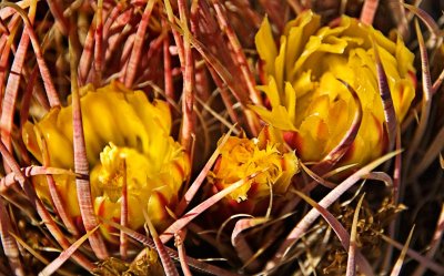 Barrel cactus flowers