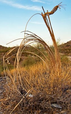 Saguaro skeleton